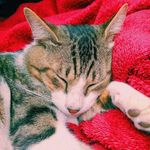 George Cullen 🐾 - @geor.gecullen - Instagram