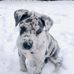 George Orville great dane - Facebook