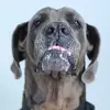George T. Dane 🐾 - @georgetdane - TikTok