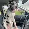 George the Great Dane - @george_dane - TikTok