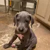 George The TX Dane - @georgethetxdane - TikTok