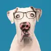 Haley Durazo - @georgethedeafdane - TikTok