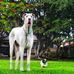 King George the Great dane - Facebook