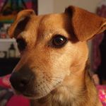 George Devlin - @georgedevlinthedog - Instagram