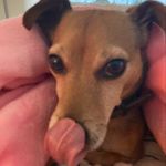 George Devlin - @georgedevlinthedog88 - Instagram