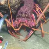 George Dion - @george.dion3 - TikTok
