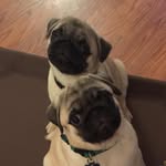 Fred and George Dobbs - @weasleypugs - Instagram