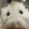 GeorgeTheDonnerKebab - @georgethedonnerkebab - TikTok