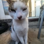 George dorrell - @leothekittyman - Instagram