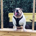 George Dove - @george_a_bulldog - Instagram