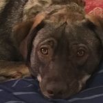 George Dove - @woof_george_doggo - Instagram