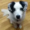 George Downs - @george.downs - TikTok