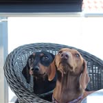 Susan Edgecombe - @daisygeorgeinteriors - Instagram