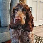 George - @george_englishcocker - Instagram
