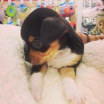 Bruiser George Engstrom - @bruiser_111 - Instagram