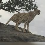 George Enos - @enos.g - Instagram