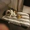 🐶George🐶 - @georgeherdman - TikTok
