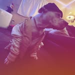 Baby George Prince Jerry-Todd Mayhem Esser I Jr. - @george_the_dawg_ - Instagram