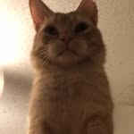 Lieutenant George Fuzzmeister “Fuzzy” Eubanks Barker - @lieutenantfuzzy - Instagram