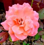 Shirley Everingham - Facebook