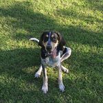 George Wayne Faircloth - @georgewayne_thebluedog - Instagram