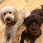 Ozzie & George Farris - @ozzie.and.george - Instagram