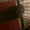 Reggae birdy kilo - @georgefellows8 - TikTok