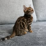 AmberYards George Fläck - @kattengeorgeflack - Instagram