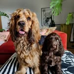 George & Forest - @ourcockerboys - Instagram