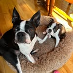 🐾 George + Fred 🐾 - @george.fred2023 - Instagram