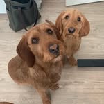 George & Fred - @george_and_fred_fauves - Instagram