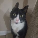 George Fredrickson - @specialgeorge_cat - Instagram