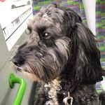 George aka bitey biterson - @georgegallardocockerpoo - Instagram