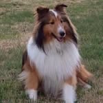 George Gillespie - @gigithesheltie - Instagram
