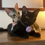 george and ginny - @georgeginnyasf - Instagram