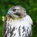 George Gorham - Facebook