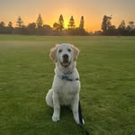 Georgie Gowan - @goldenlifewithgeorgie - Instagram