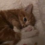 Georgegower - @paddington20233 - Instagram