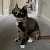 George Grice - @georgegrice5 - TikTok