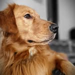 George Harrison - @george_harrison_retriever - Instagram