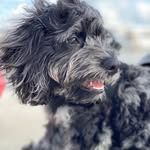 George Harrison Crousore - @george_harrison_the_pup - Instagram