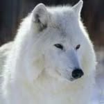 George Hassan - @polar.wolf88 - Instagram
