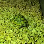 George - @george_hermann_tortoise - Instagram