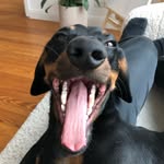 George Hermann - @george_thewiener - Instagram