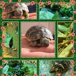 George the hermann tortoise - @george_the_hermann_tortoise - Instagram