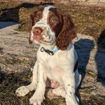 George Hershey - @george.springeradventures - Instagram