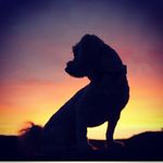 Hershey and George - @hershey_n_george - Instagram