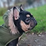 George Hinds - @georgehinds_frenchie2020 - Instagram