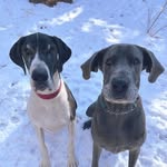 George & Ivy - @greatdanesnamedgeorgeandivy - Instagram