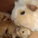 George Ivy Oreo +4 more babys - @theguineapigfam.co.uk - Instagram
